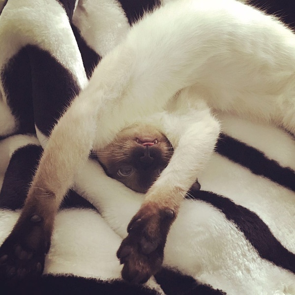 猫需要补钙吗(猫补充钙)-硒宝网