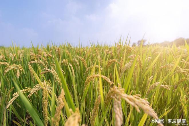 富含硒农产品的地方（含硒的农产品有哪些）-硒宝网