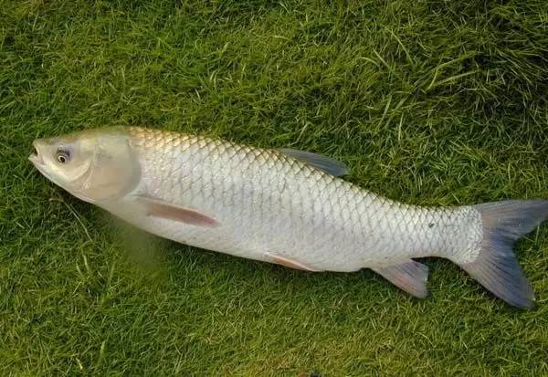 水产品鱼类含硒微克(水产品含有哪种微量元素)-硒宝网