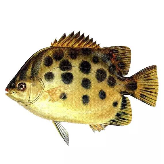 水产品鱼类含硒微克(水产品含有哪种微量元素)-硒宝网