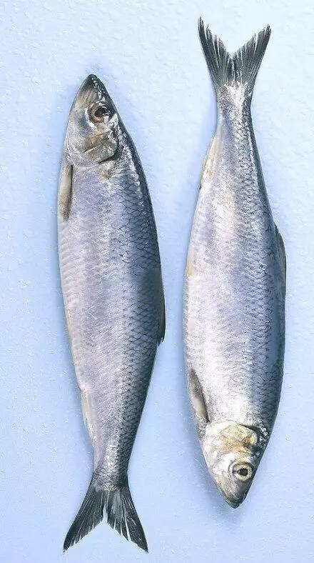 水产品鱼类含硒微克(水产品含有哪种微量元素)-硒宝网