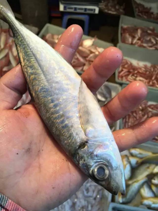 水产品鱼类含硒微克(水产品含有哪种微量元素)-硒宝网