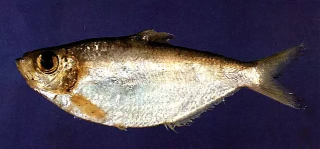 水产品鱼类含硒微克(水产品含有哪种微量元素)-硒宝网