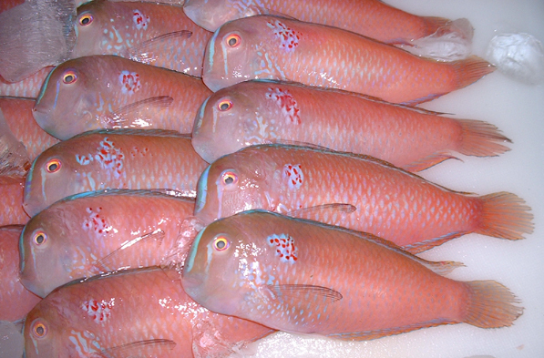 水产品鱼类含硒微克(水产品含有哪种微量元素)-硒宝网