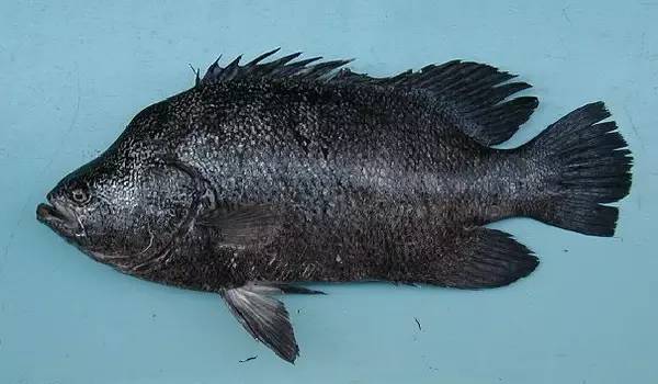 水产品鱼类含硒微克(水产品含有哪种微量元素)-硒宝网