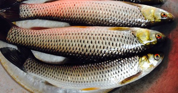 水产品鱼类含硒微克(水产品含有哪种微量元素)-硒宝网