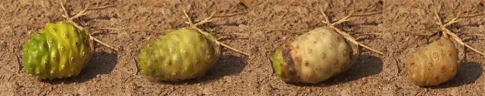 和硒对比的抗衰产品(硒能抗衰老助长寿吗)-硒宝网