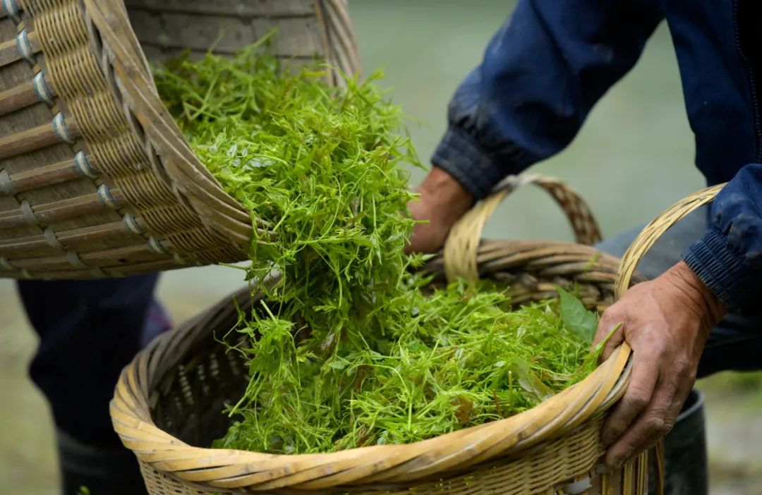 和硒对比的抗衰产品(硒对于抗癌有哪两个特点)-硒宝网