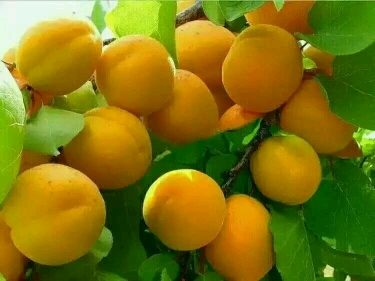 怀孕 补钙(怀孕补钙什么时间段最好)-硒宝网