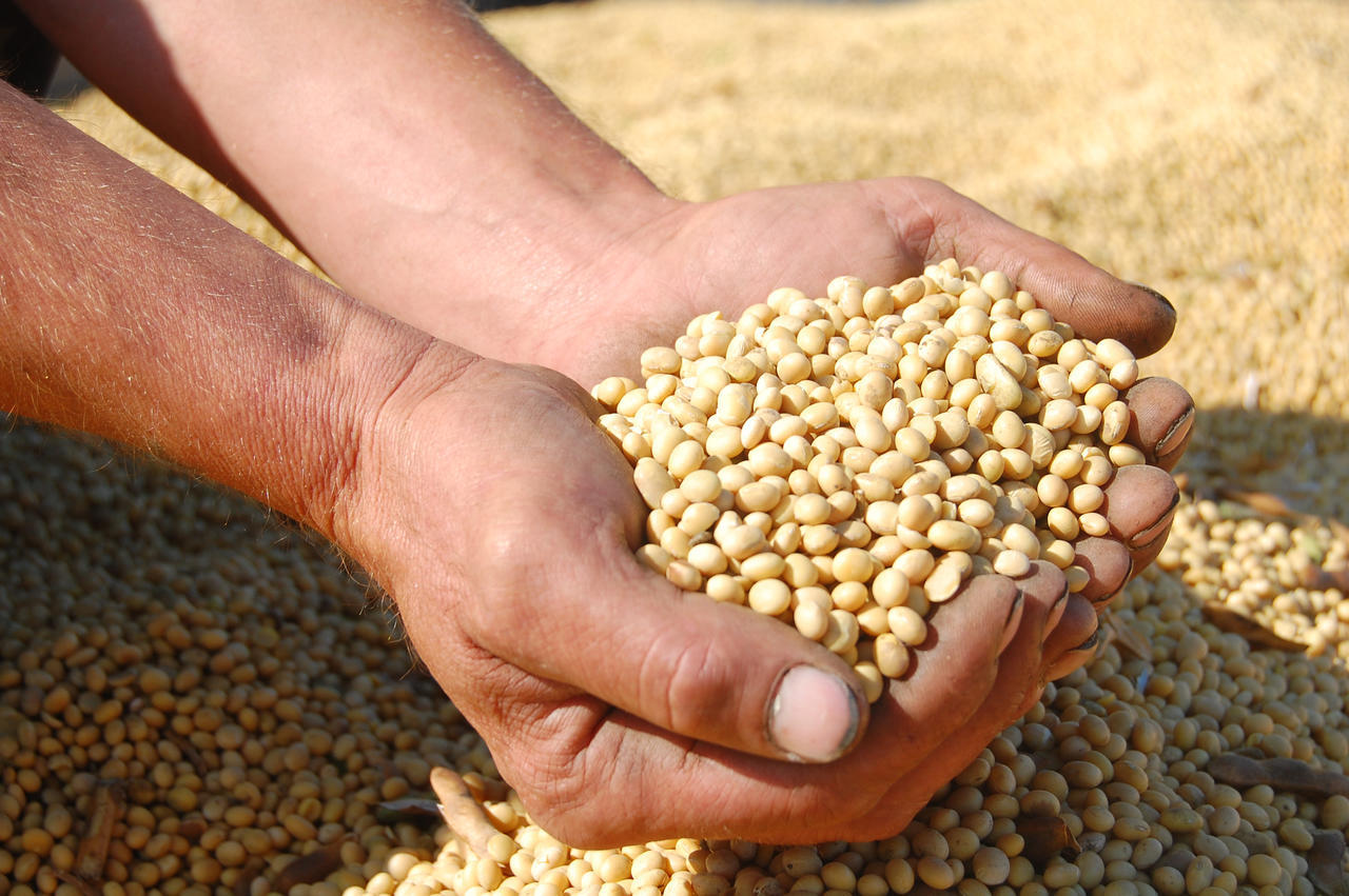 大豆补钙吗（补钙大豆好还是黄豆好）-硒宝网