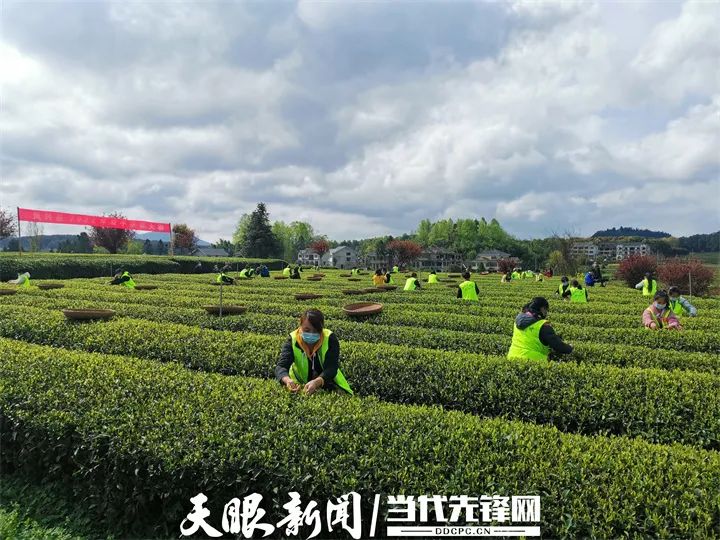 凤冈硒锌茶产品种类（凤冈锌硒茶有机茶价格）-硒宝网