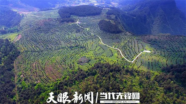 凤冈硒锌茶产品种类（凤冈锌硒茶有机茶价格）-硒宝网