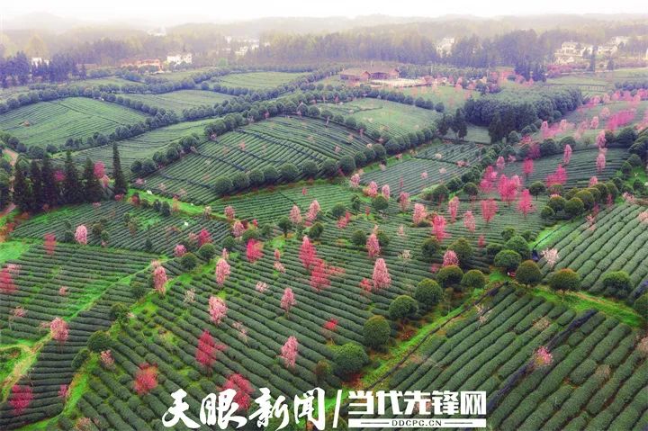 凤冈硒锌茶产品种类（凤冈锌硒茶有机茶价格）-硒宝网