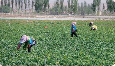 北京硒谷功能农产品（北京农科院硒粉多少钱一盒）-硒宝网