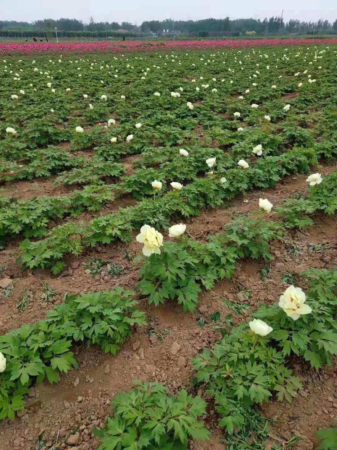 山东富硒农产品农场（山东富硒农业科技有限公司）-硒宝网