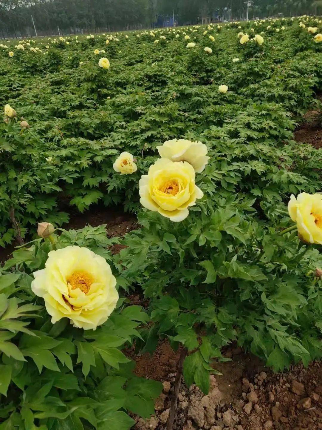 山东富硒农产品农?。ㄉ蕉晃┮悼萍加邢薰荆?硒宝网