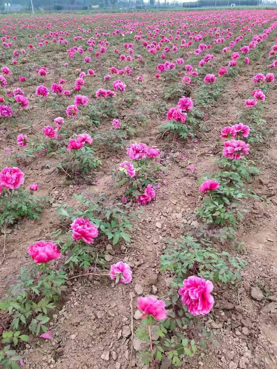 山东富硒农产品农?。ㄉ蕉晃┮悼萍加邢薰荆?硒宝网