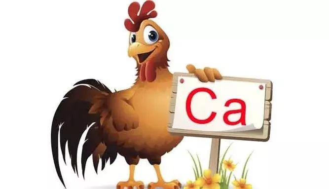 鸡吃什么补钙（鸡补钙吃什么钙片好）-硒宝网