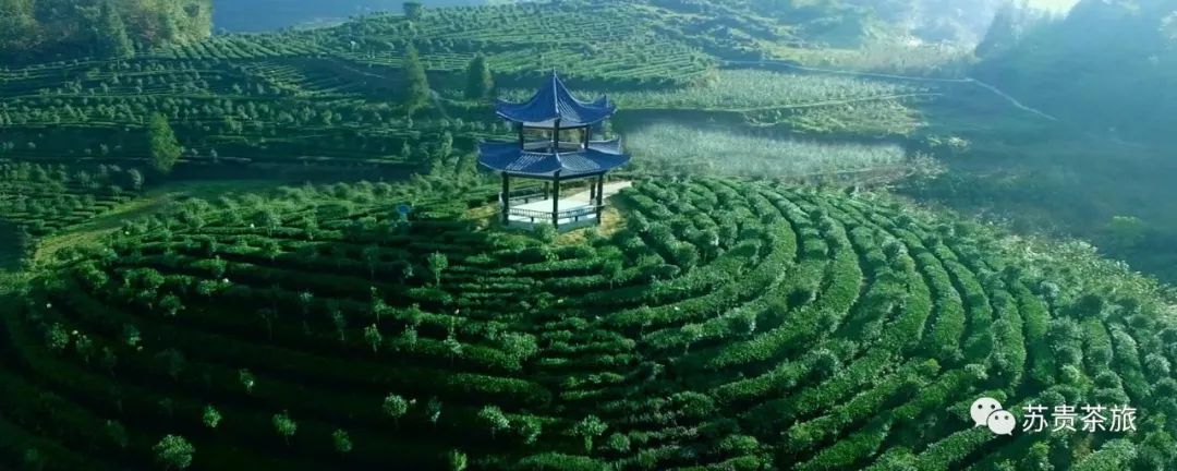 产品市场分析锌硒茶(锌硒茶的特点)-硒宝网