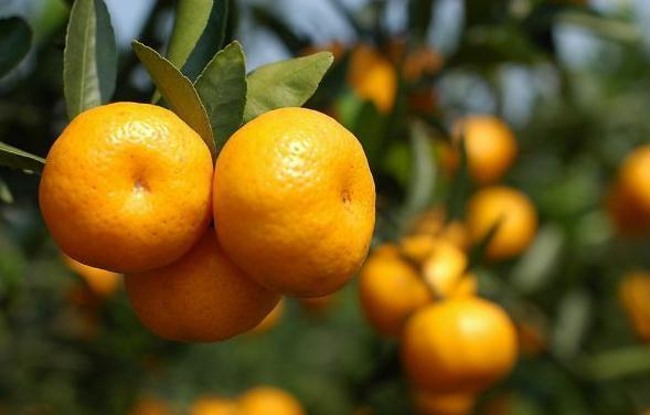 安康硒之家农副产品（安康农副家产品硒含量多少）-硒宝网