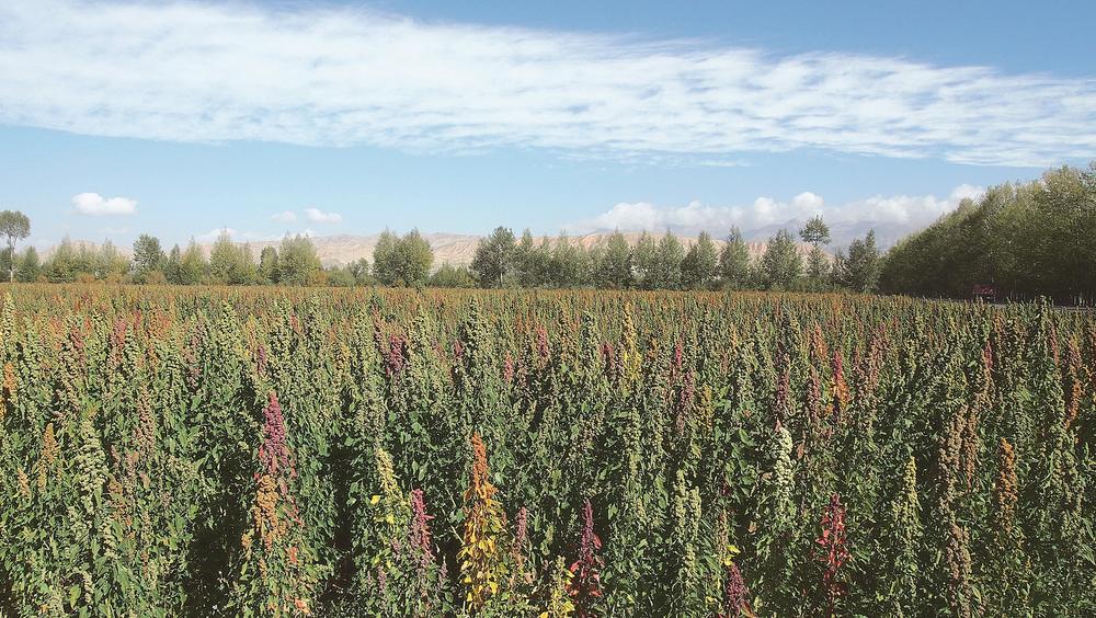 青海富硒农产品种植（青海富硒黑蒜价格）-硒宝网