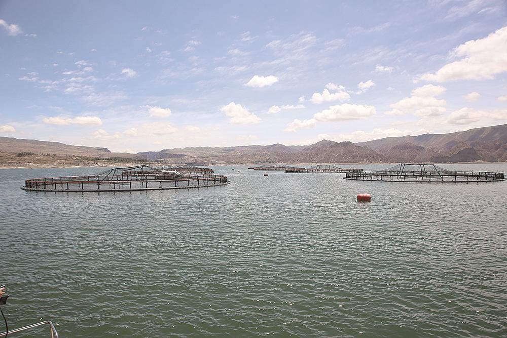 青海富硒农产品种植（青海富硒黑蒜价格）-硒宝网