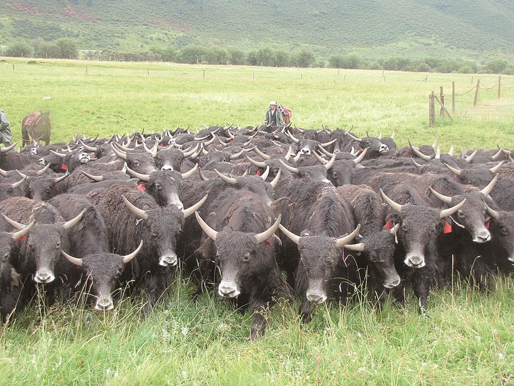 青海富硒农产品种植（青海富硒黑蒜价格）-硒宝网