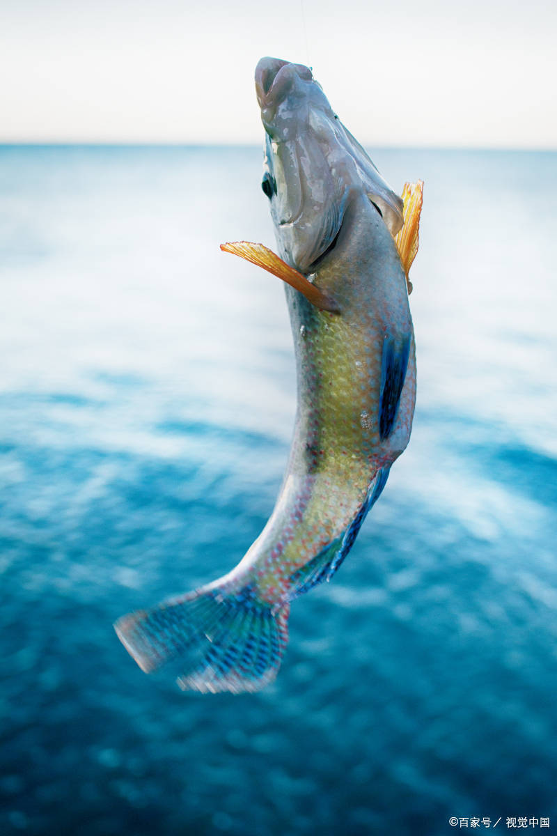 海产品的硒含量高吗(富含硒的海产品)-硒宝网