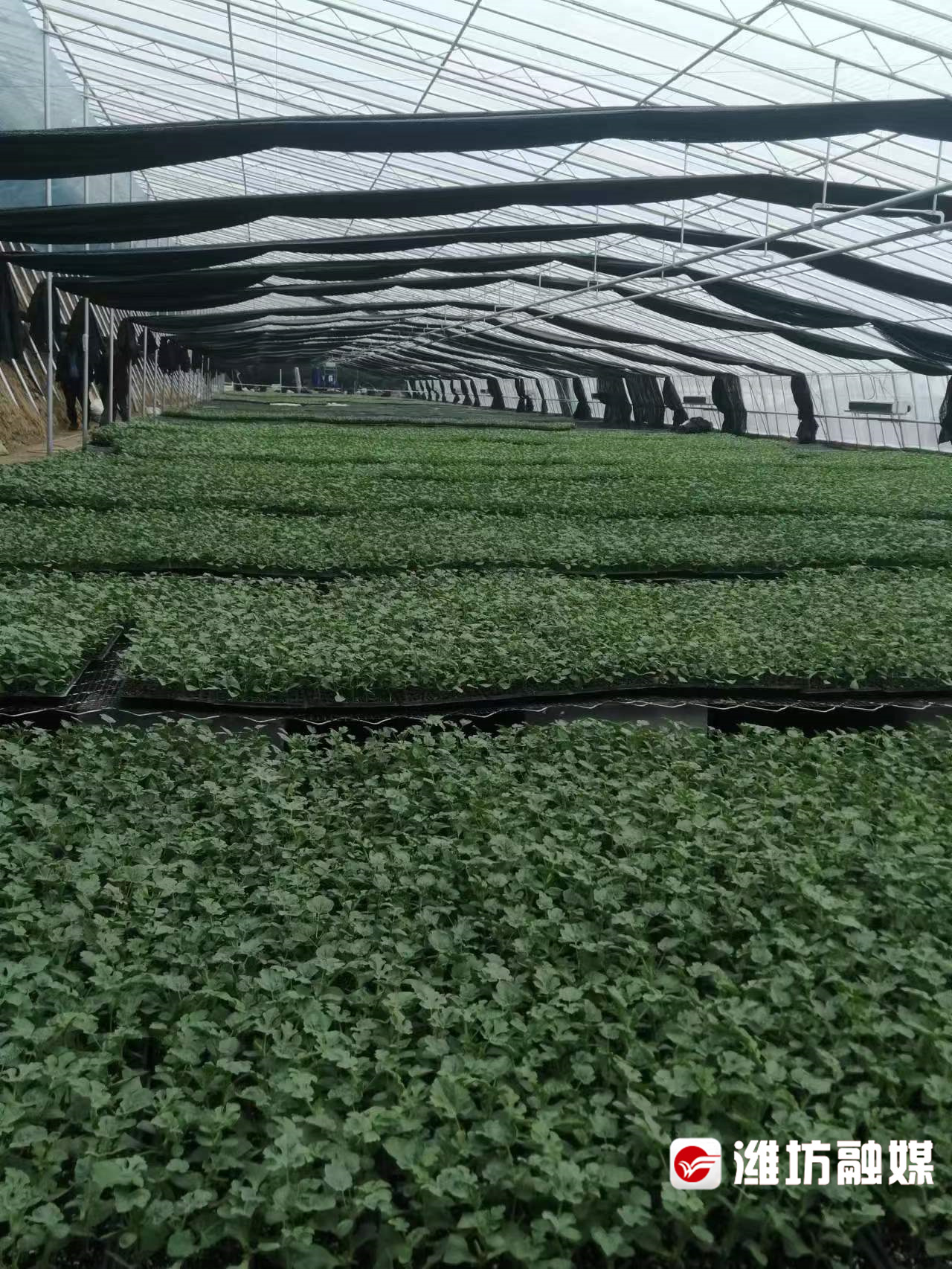 硒的产品哪种好一点（硒土地种农产品优势）-硒宝网