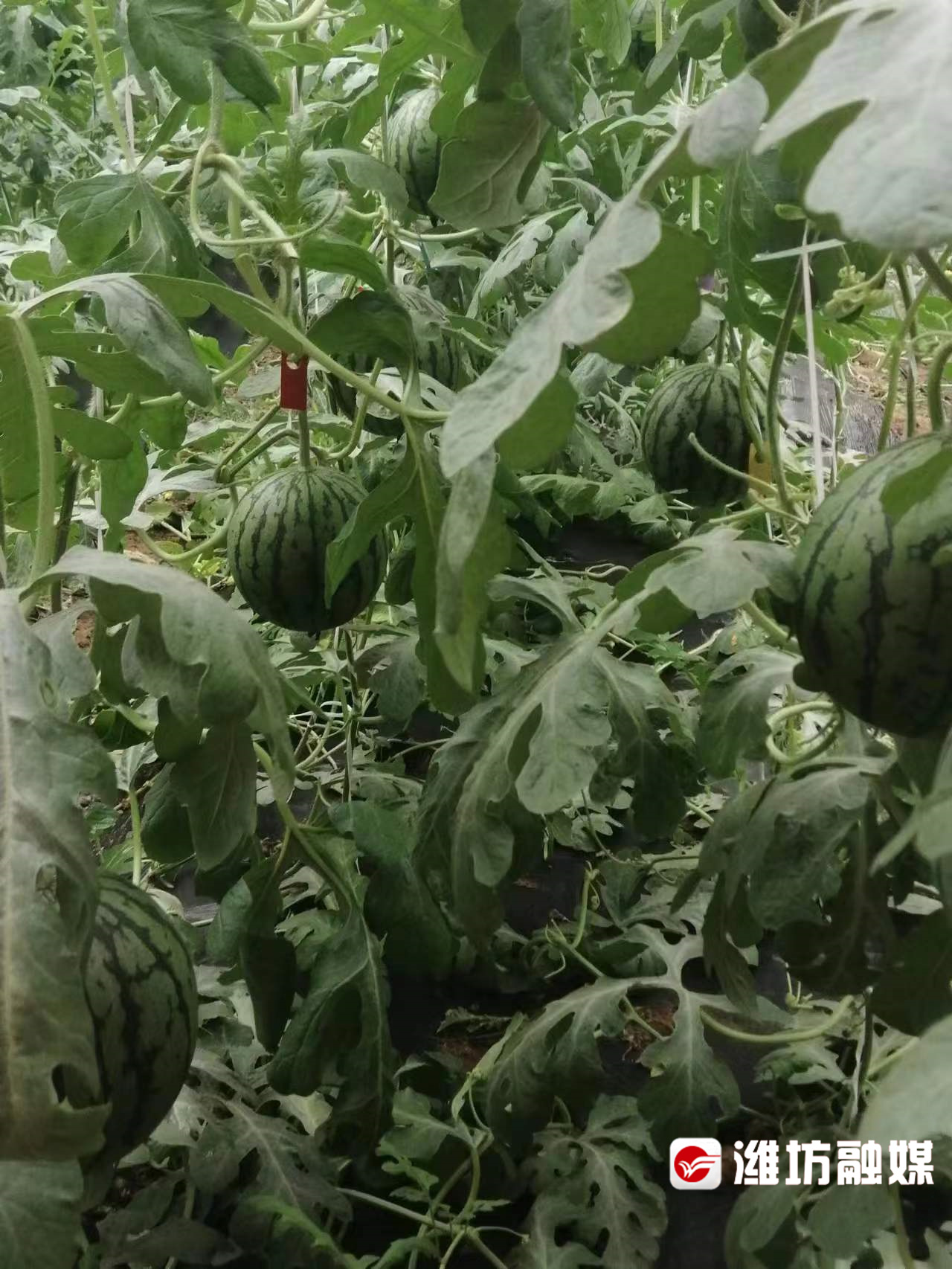 硒的产品哪种好一点（硒土地种农产品优势）-硒宝网