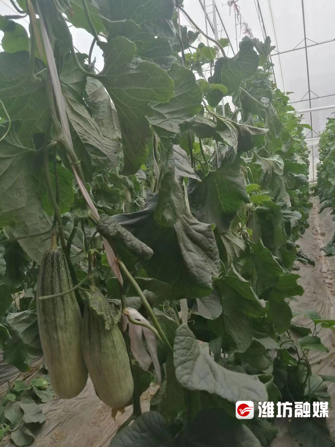 硒的产品哪种好一点（硒土地种农产品优势）-硒宝网