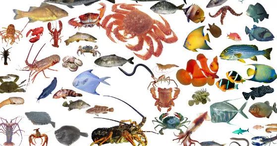 含硒的海产品是哪种(富含硒的海产品)-硒宝网