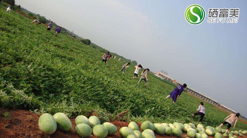 金硒园农副产品作物（农业硒元素）-硒宝网