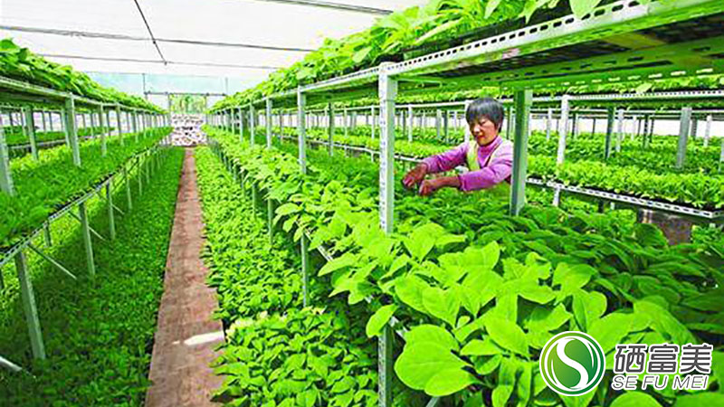 金硒园农副产品作物（农业硒元素）-硒宝网