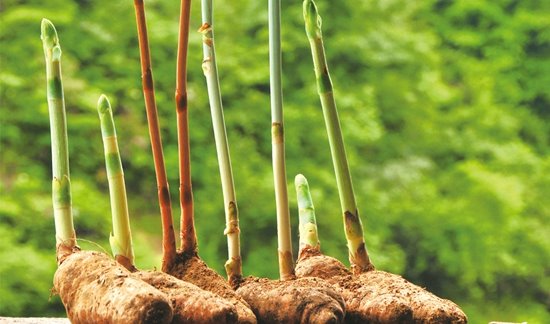 恩施市硒襄农副产品（湖北恩施生产的硒产品怎么样）-硒宝网