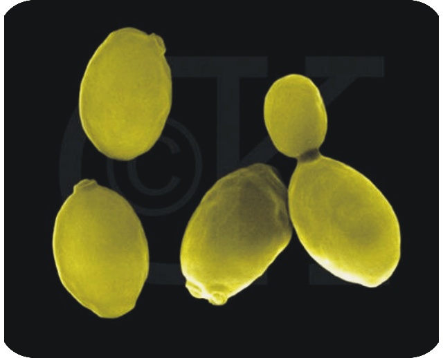 硒维康和硒酵母区别(硒维康与酵母硒哪个好)-硒宝网