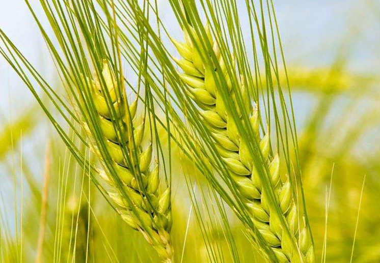 硒维康每片含硒多少(硒维康含硒量)-硒宝网