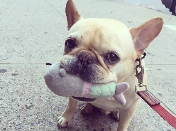 小狗怎么补钙（小狗补钙的最好方法）-硒宝网