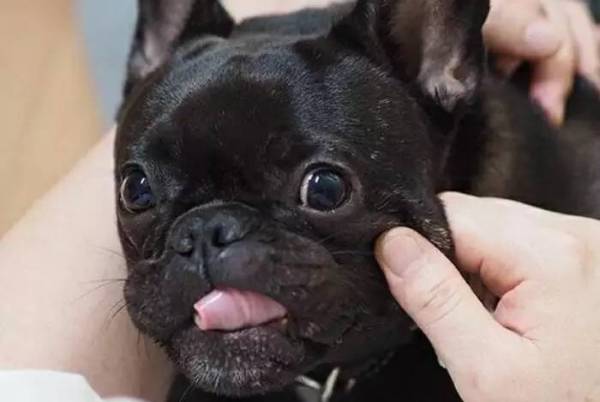 小狗怎么补钙（小狗补钙的最好方法）-硒宝网