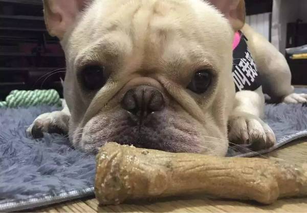 小狗怎么补钙（小狗补钙的最好方法）-硒宝网