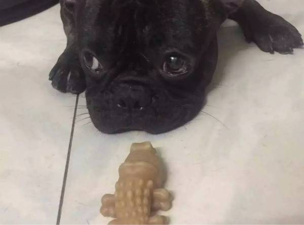 小狗怎么补钙（小狗补钙的最好方法）-硒宝网