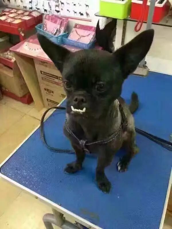 小狗怎么补钙（小狗补钙的最好方法）-硒宝网