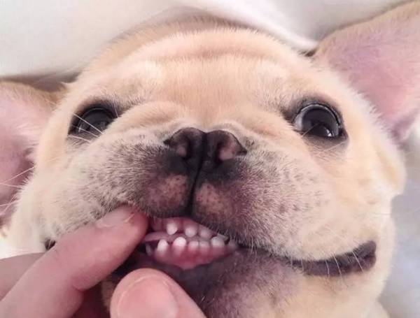 小狗怎么补钙（小狗补钙的最好方法）-硒宝网