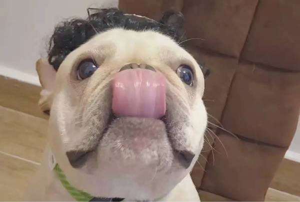 小狗怎么补钙（小狗补钙的最好方法）-硒宝网