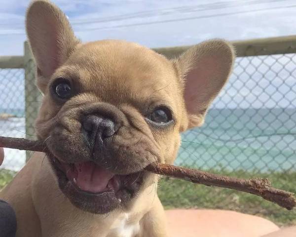 小狗怎么补钙（小狗补钙的最好方法）-硒宝网