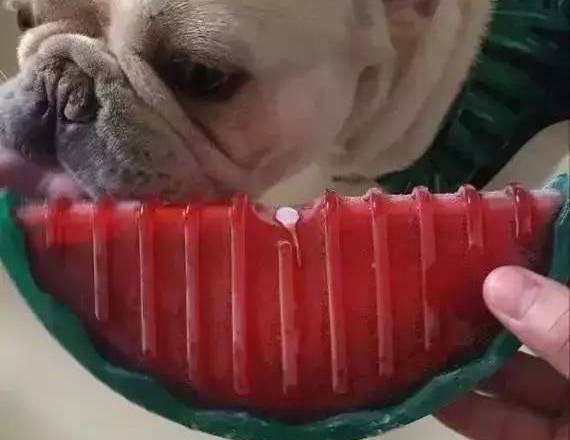 小狗怎么补钙（小狗补钙的最好方法）-硒宝网