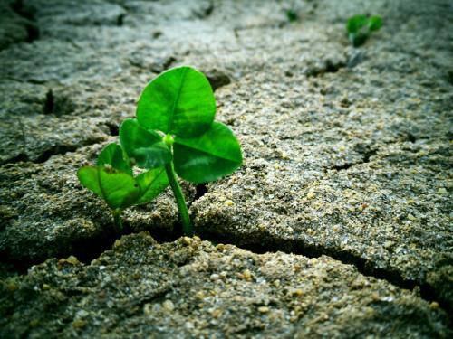 没化疗能吃硒维康片(硒维康可以吞服吗)-硒宝网