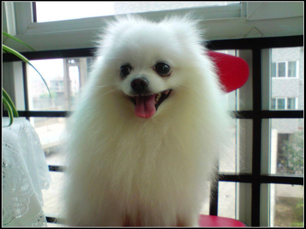 狗狗怎么补充微量元素(狗狗微量补充元素有哪些)-硒宝网