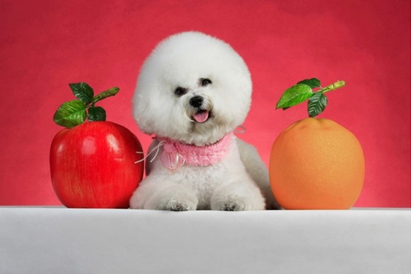 狗狗怎么补充微量元素(狗狗微量补充元素有哪些)-硒宝网