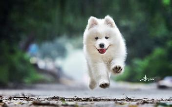 狗狗怎么补充微量元素(狗狗微量补充元素有哪些)-硒宝网